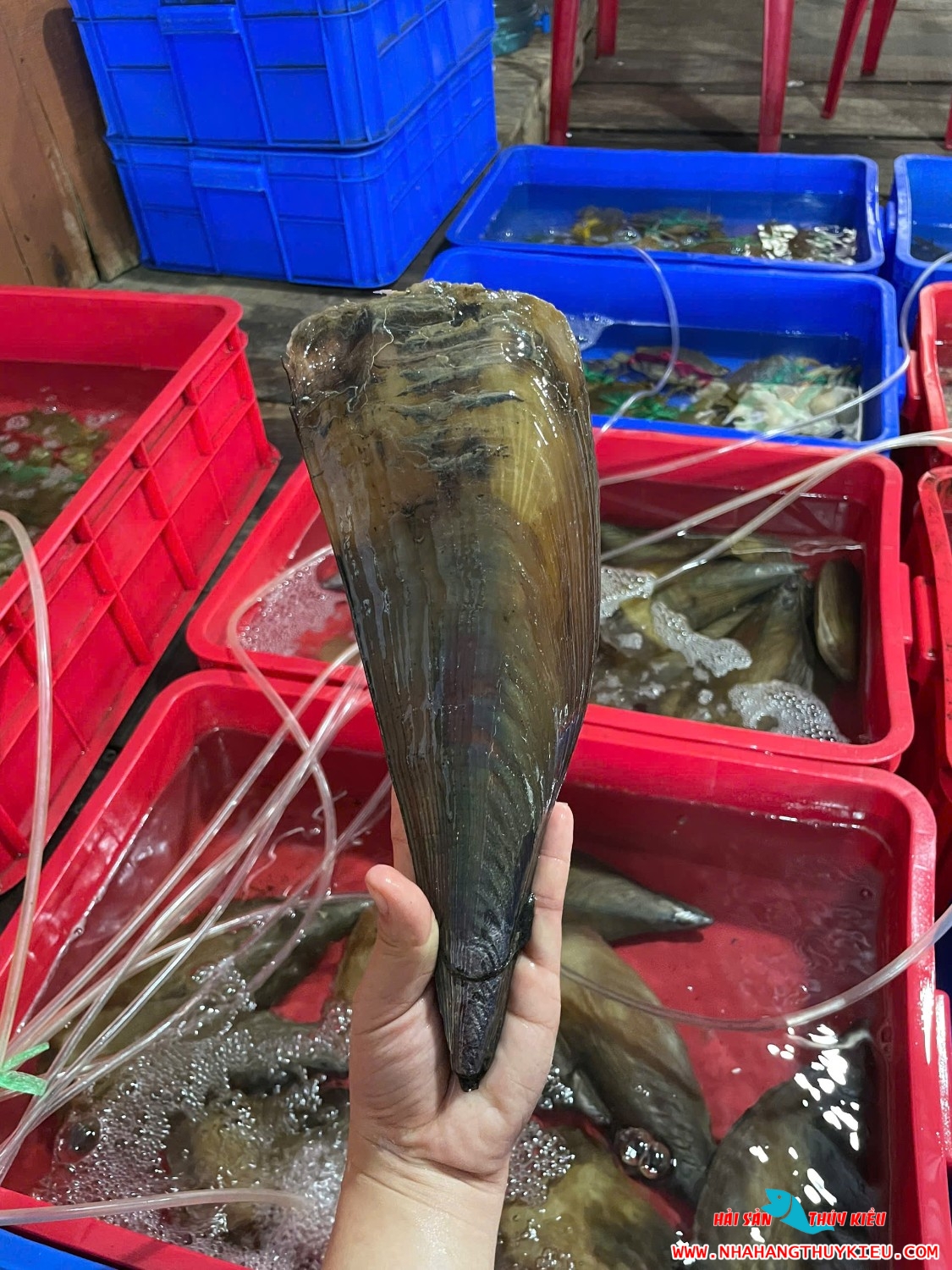 Thúy kiều