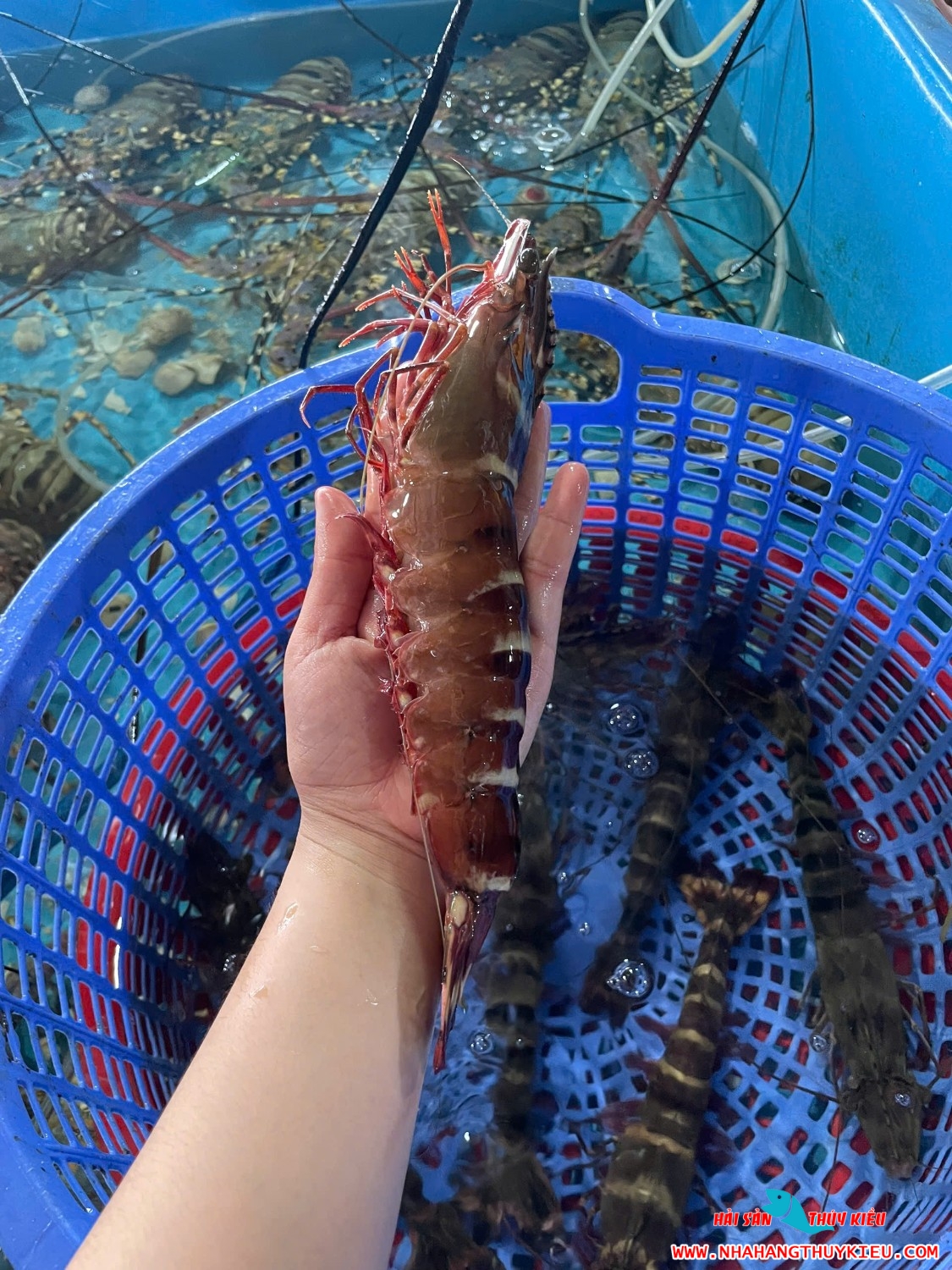 Thúy kiều
